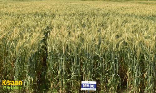 डीबीडबल्यू 303 (DBW 303) (करण वैष्णवी)